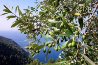 Olio pugliese